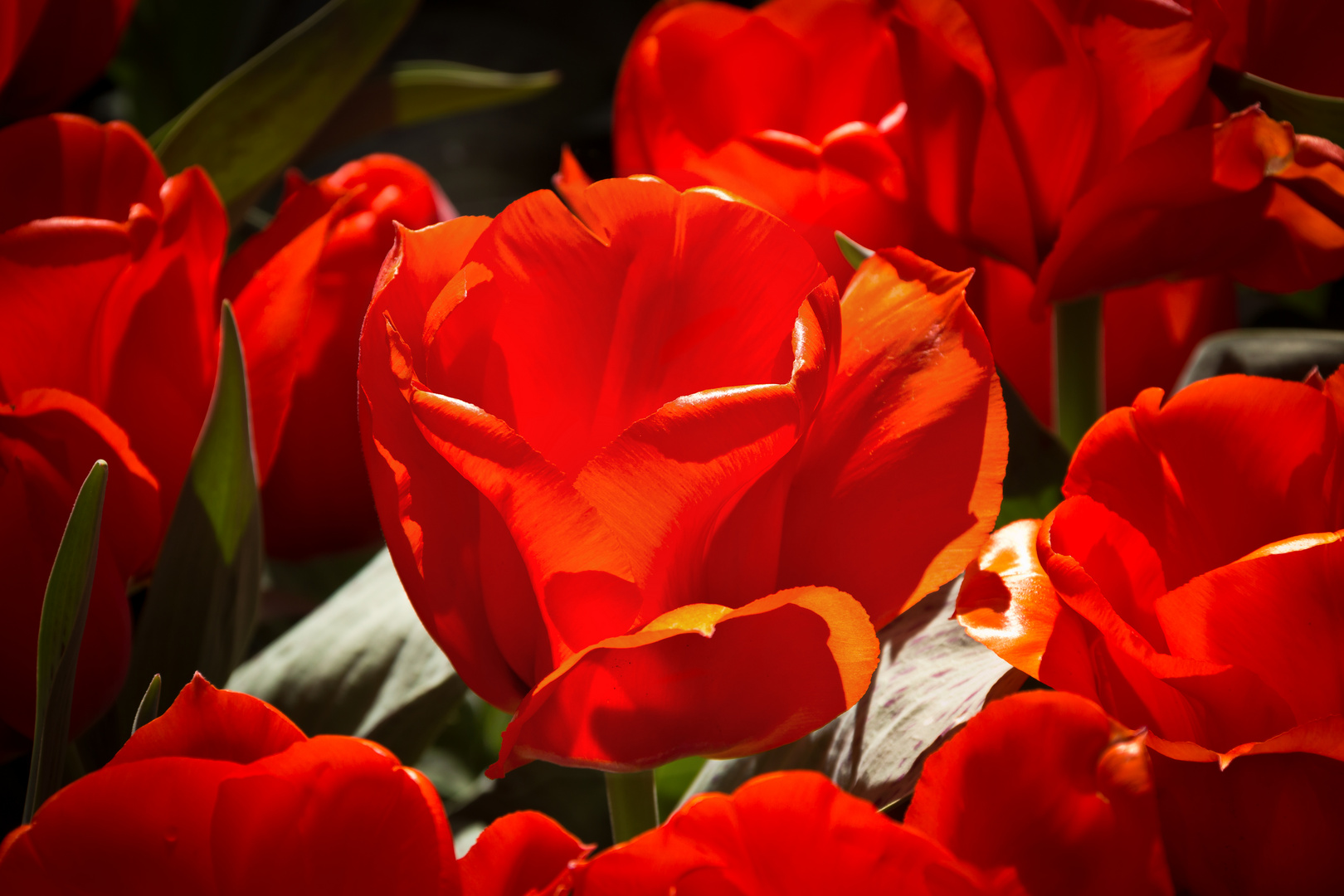 IMG_7371_rote Tulpe