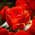 IMG_7371_rote Tulpe