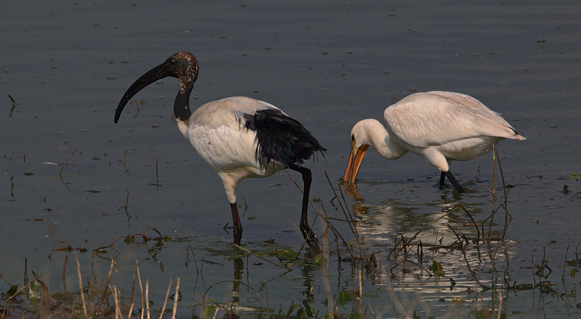 IMG_7416 Löffler und ein Heiligen Ibis