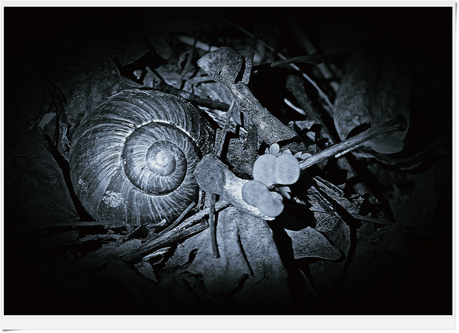 IMG_7974 snail shell