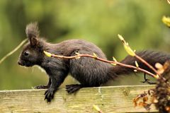 IMG_8046_Europäisches schwarzes Eichhörnchen