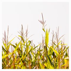 IMG_8110
