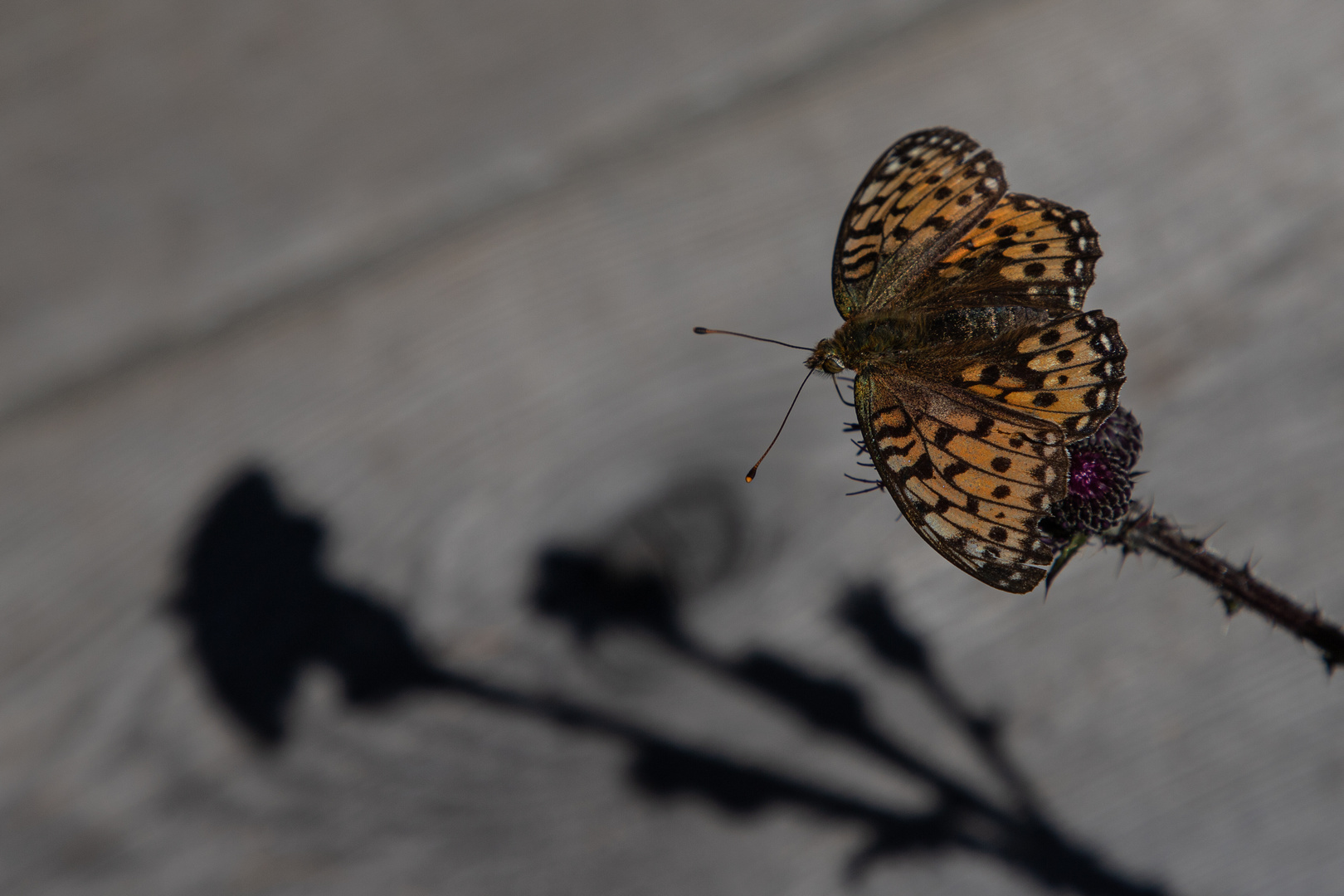 IMG_8259_Licht und Schatten