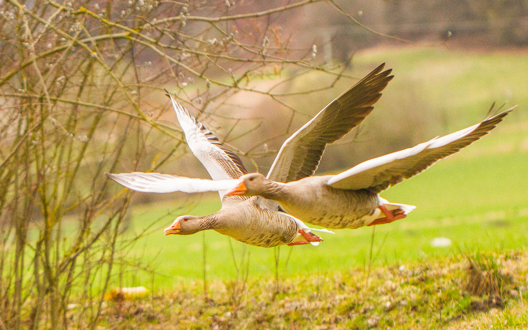 IMG_8271 Enten im Wettflug