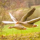 IMG_8271 Enten im Wettflug