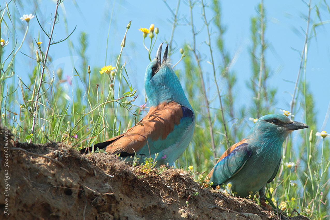 IMG_8324  Blauracke (Coracias garrulus) Foto& Copyright Josef Limberger Griechenland 8.5.2014-1