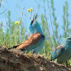 IMG_8324  Blauracke (Coracias garrulus) Foto& Copyright Josef Limberger Griechenland 8.5.2014-1