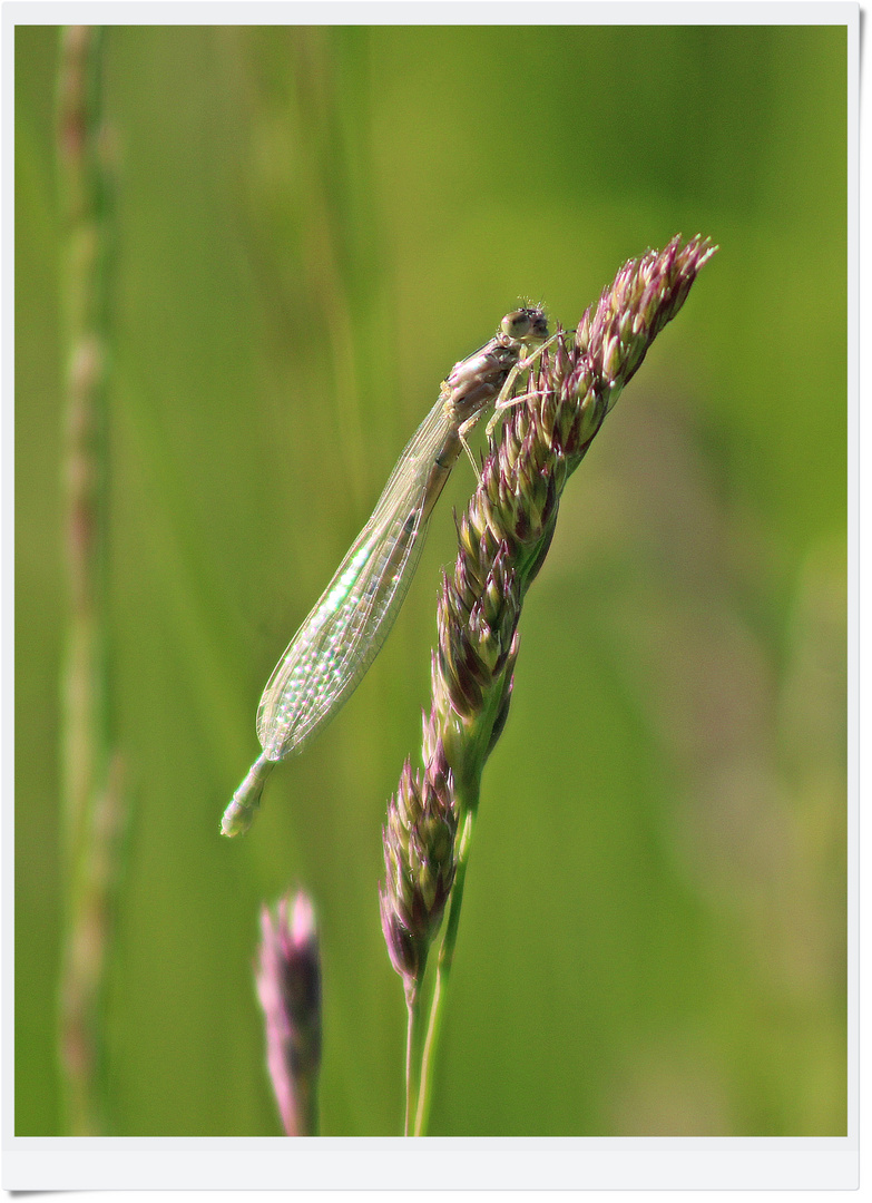 IMG_8418 2023.06.03 Libelle 