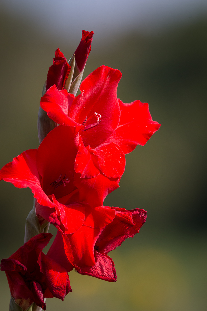 IMG_8441_Gladiole_1