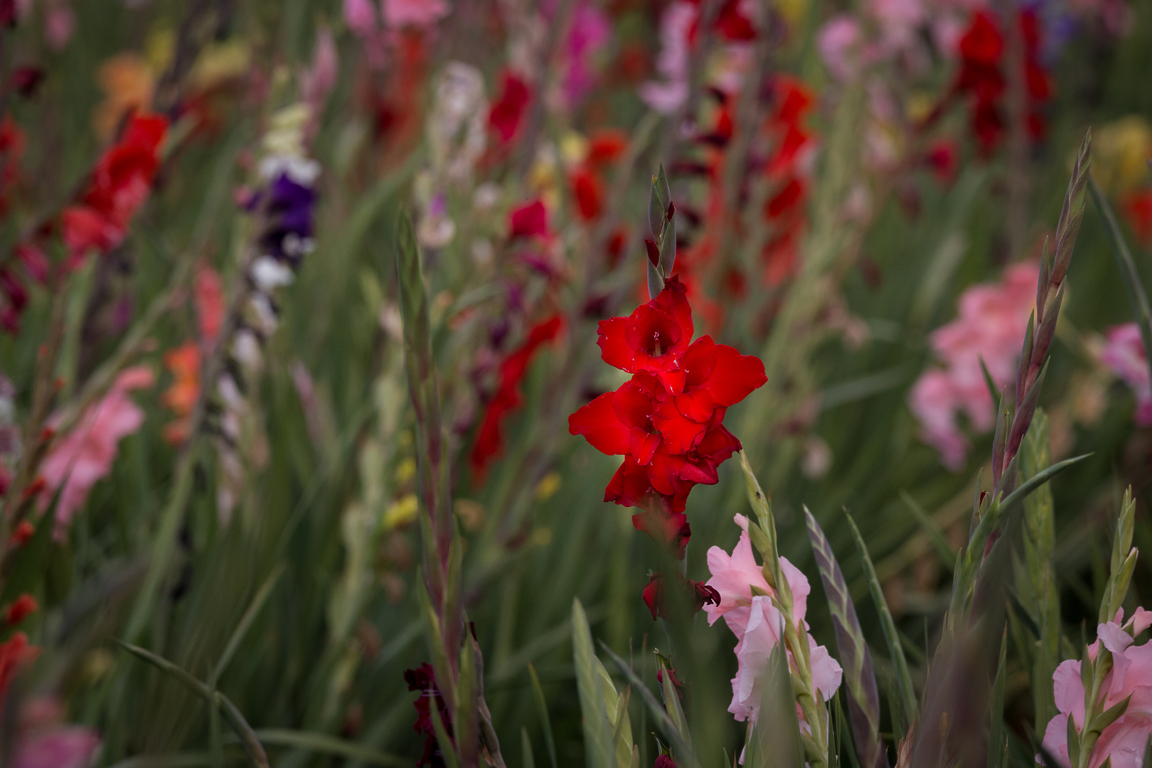 IMG_8462_Gladiolenbeet_1