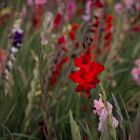 IMG_8462_Gladiolenbeet_1