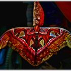 IMG_8533_001_Saturniidae_Augenspinner