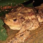 IMG_8553  Erdkröte (Bufo bufo) Copyright Josef Limberger Bubenberg Steegen OÖ. 18.8.2022