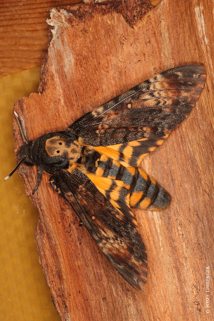 IMG_8674 Totenkopfschwärmer (Acherontia atropos) Copyright Josef Limberger 