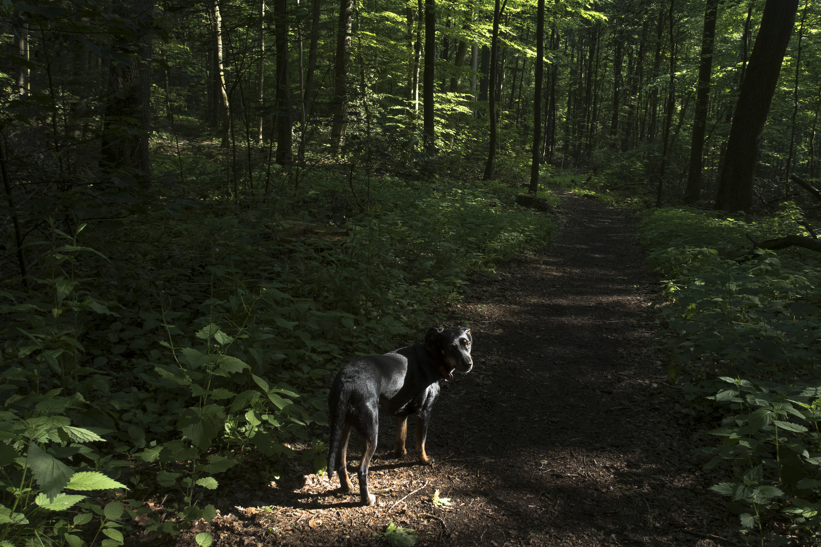 IMG_8699: Über die rechte Schulter und auf Führungspersonal zurückblickender Hund in Geburtswald.