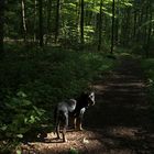 IMG_8699: Über die rechte Schulter und auf Führungspersonal zurückblickender Hund in Geburtswald.