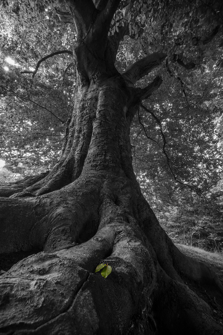 IMG_8764-1-2 , ein vermutlich überflüssiges Colour-key.