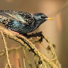 IMG_8972 Star (Sturnus vulgaris) Copyright Josef Limberger Bubenberg Steegen OÖ. 04-03-2023