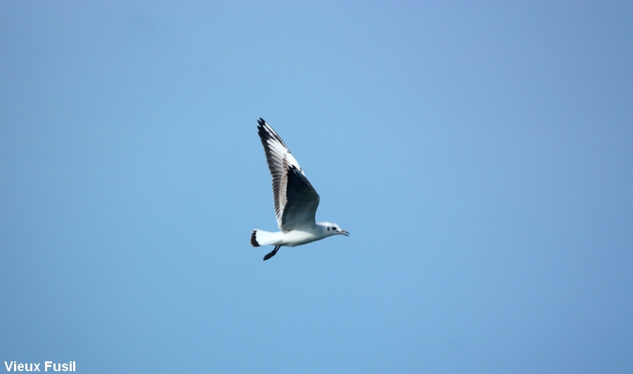 IMG_8992  Mouette Rieuse