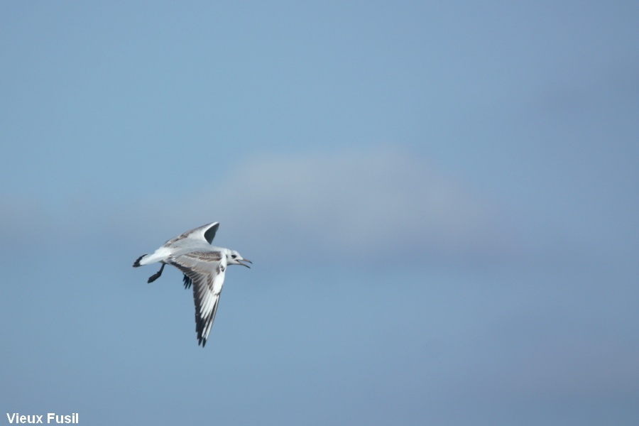 IMG_8993 Mouette Rieuse N 0 2