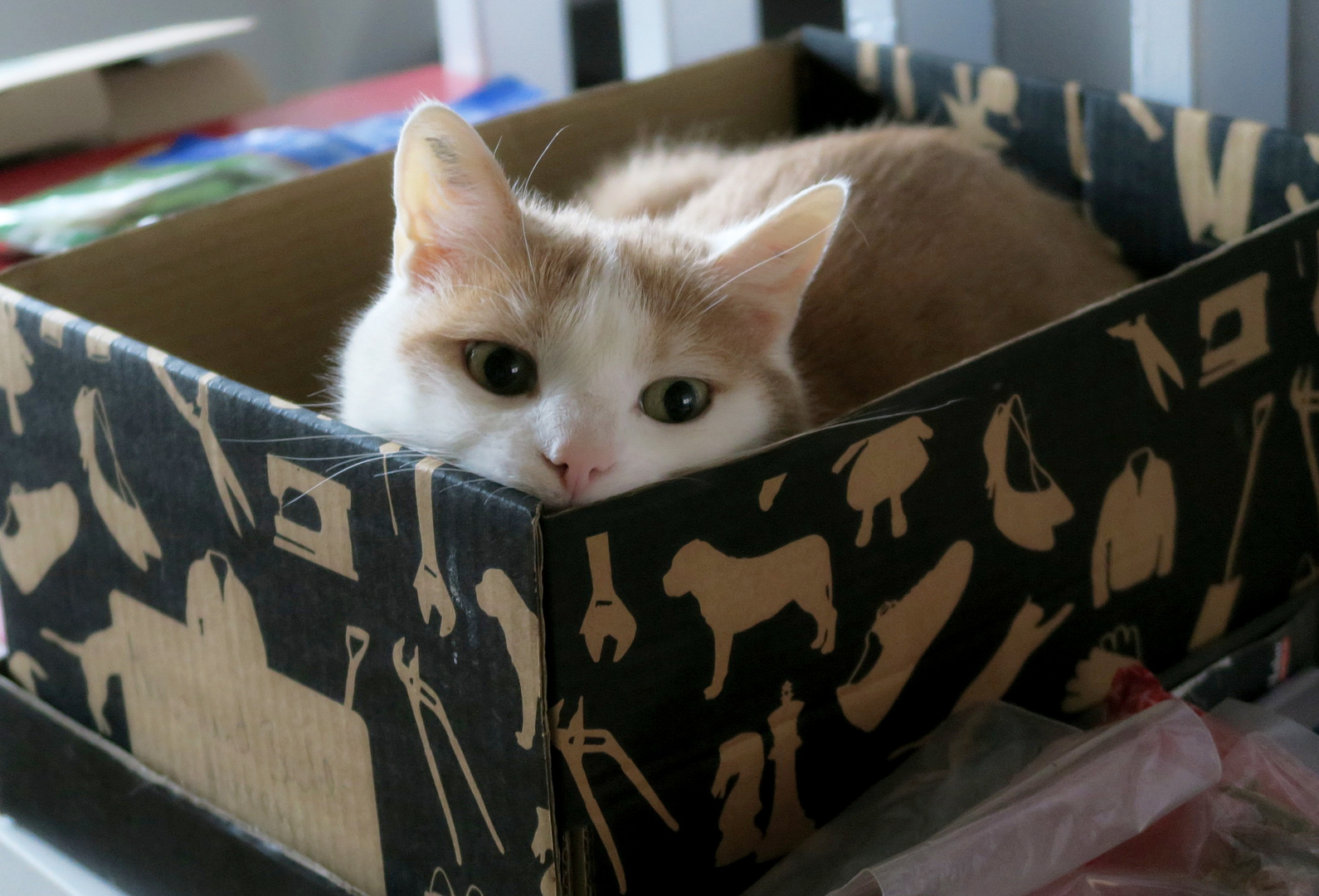 IMG_9050-cat in the box_cr