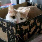 IMG_9050-cat in the box_cr