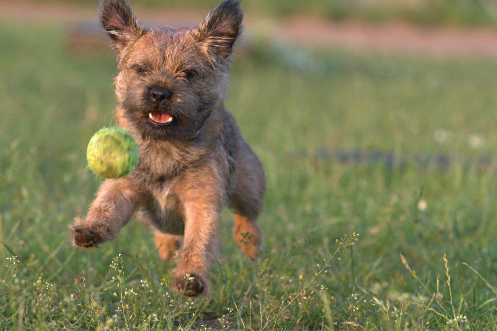 IMG_9061Ballspiel Hund