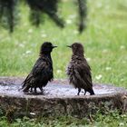 IMG_9106 Stare beim Baden