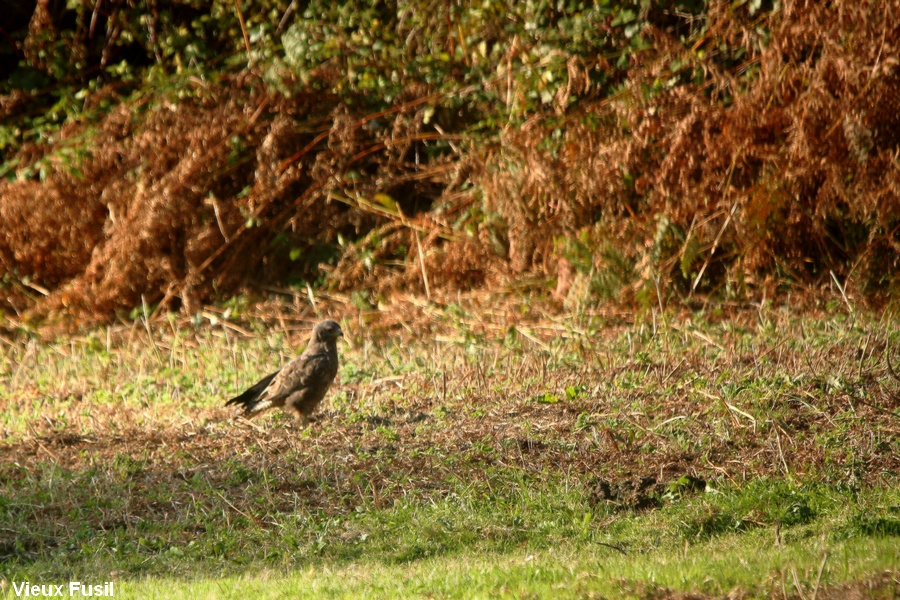 IMG_9150 Buse Variable 