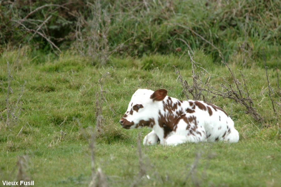 IMG_9187 Veau dans les Marais