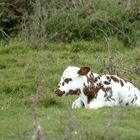 IMG_9187 Veau dans les Marais