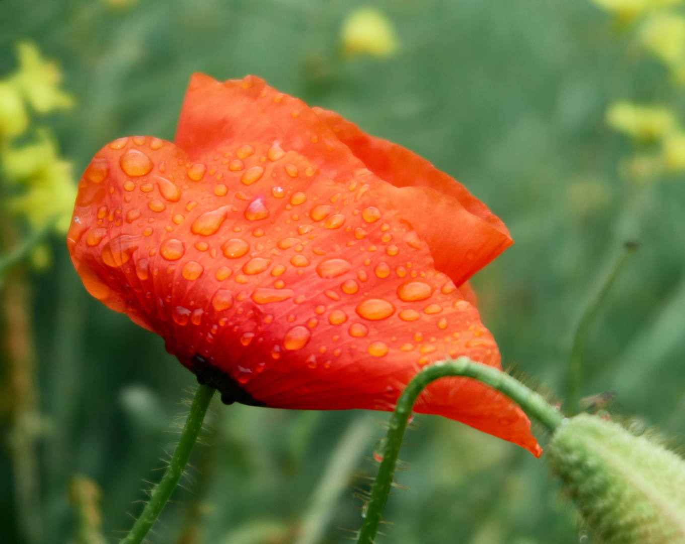 IMG_9191wet poppy-low