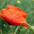 IMG_9191wet poppy-low