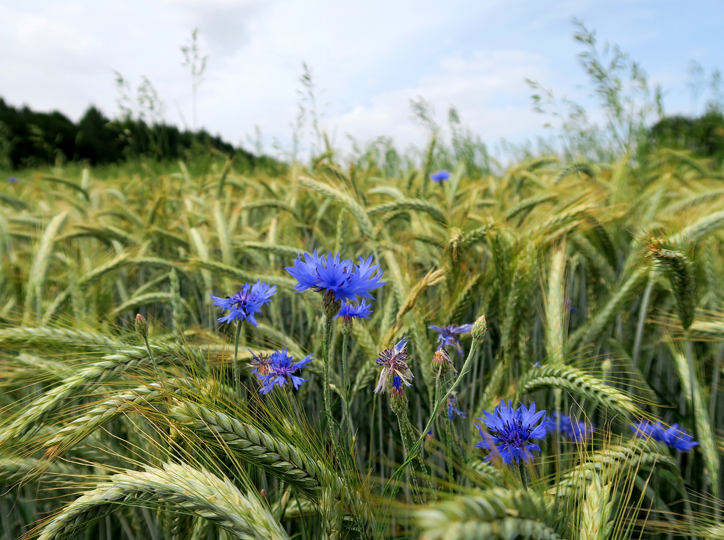 IMG_9226_Korn-grün u blau