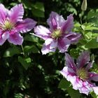 IMG_9262 Clematis