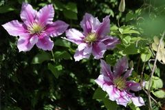 IMG_9262 Clematis