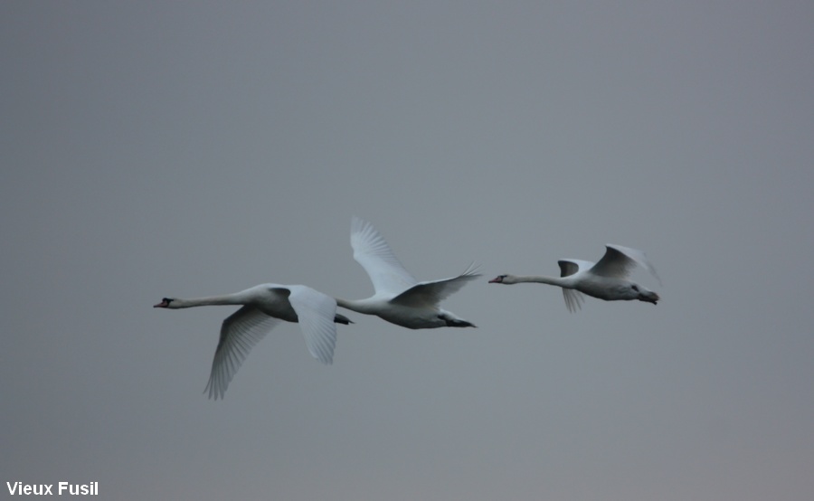 IMG_9278 Cygne blanc en vol