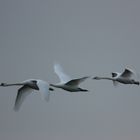 IMG_9278 Cygne blanc en vol