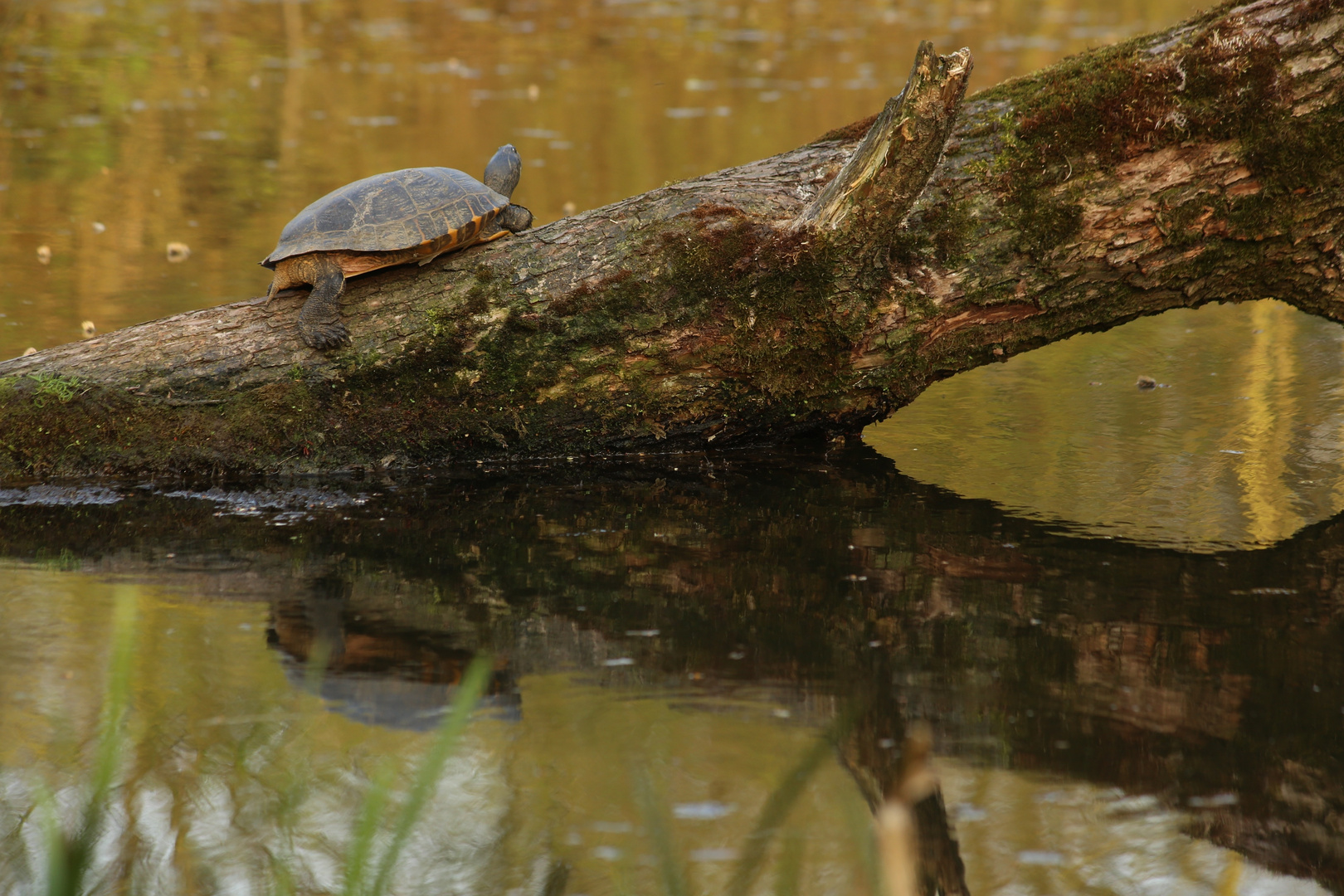 IMG_9643-Resize_Schildkroete_Nordmarkteich_ Hamburg