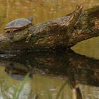 IMG_9643-Resize_Schildkroete_Nordmarkteich_ Hamburg