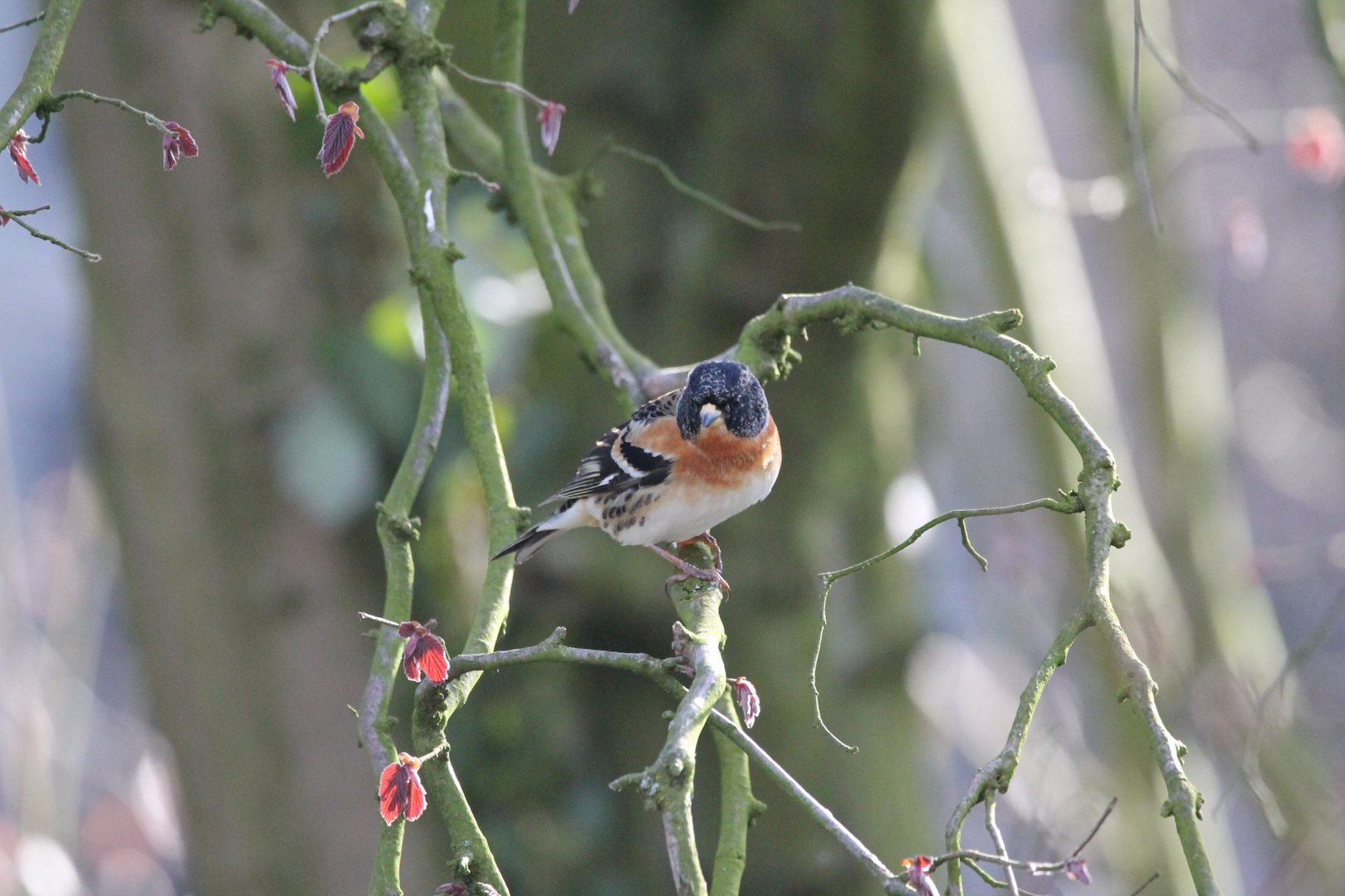 IMG_9759  (Weiß jemand was das für ein Vogel ist? Danke im voraus für die Antwort .)