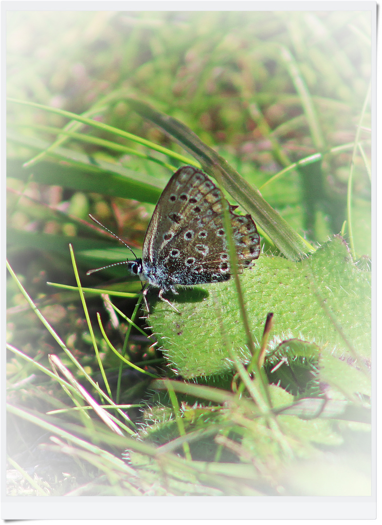 IMG_9936 Bläuling-Weibchen