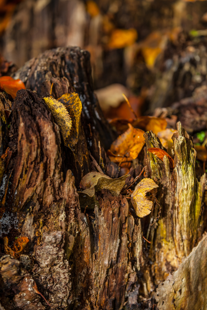 IMG_herbstlicher Baumstumpf