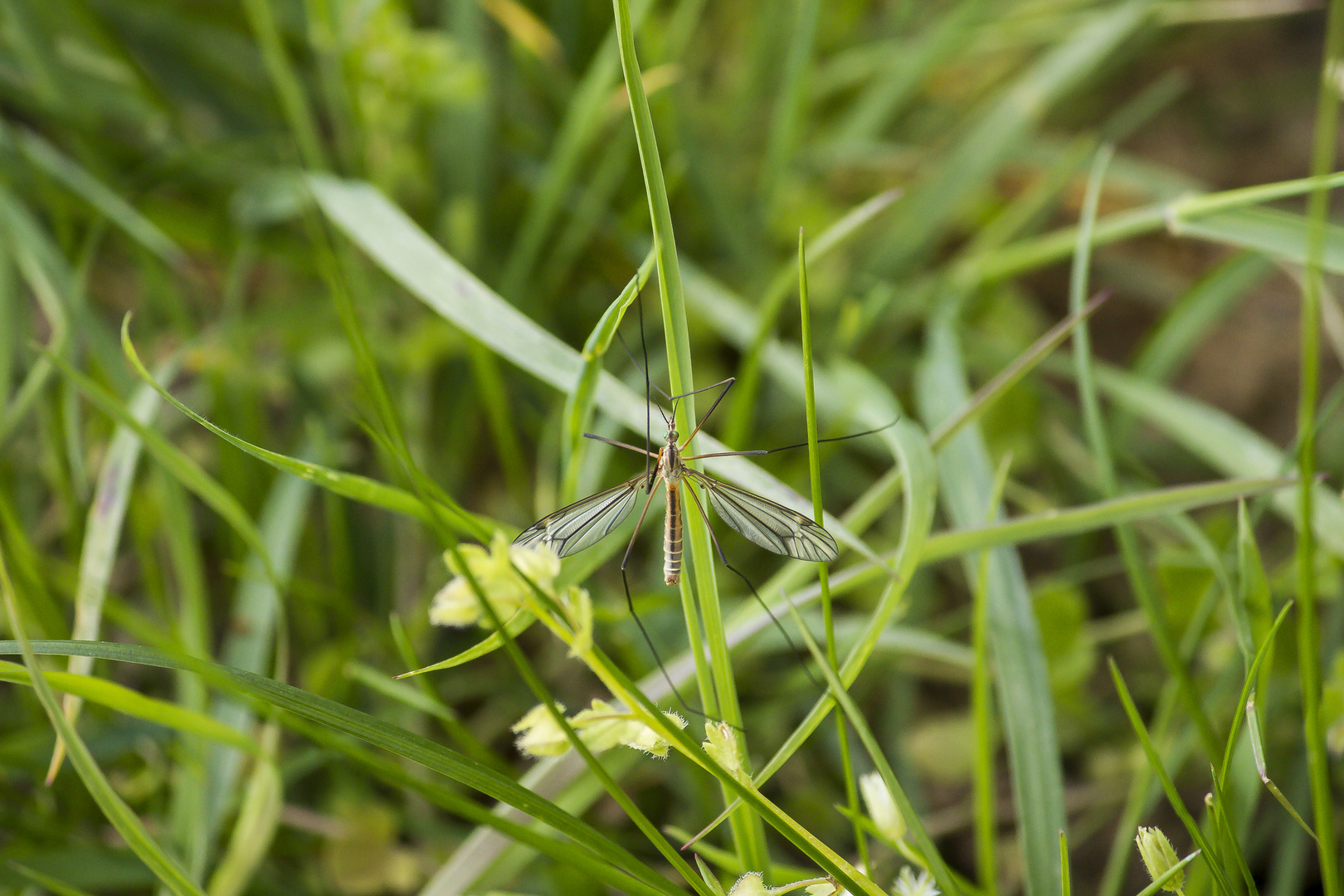 IMGL7092 Grüne Augen