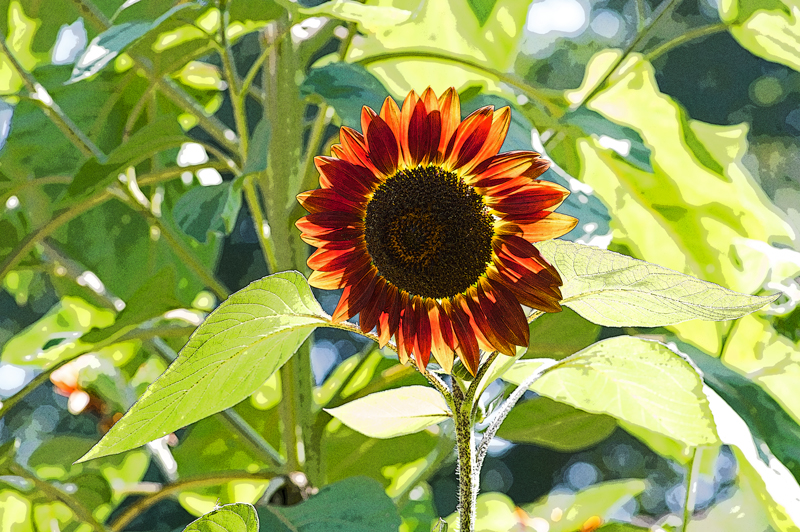 IMGP3877-1 rote Sonnenblume