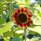 IMGP3877-1 rote Sonnenblume