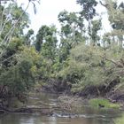 IMG_Urwald in Queensland