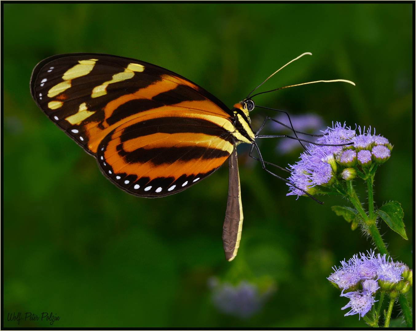 Imitiert Lichtflecken: Tigerflügel Melanaea lilis (Costa Rica)