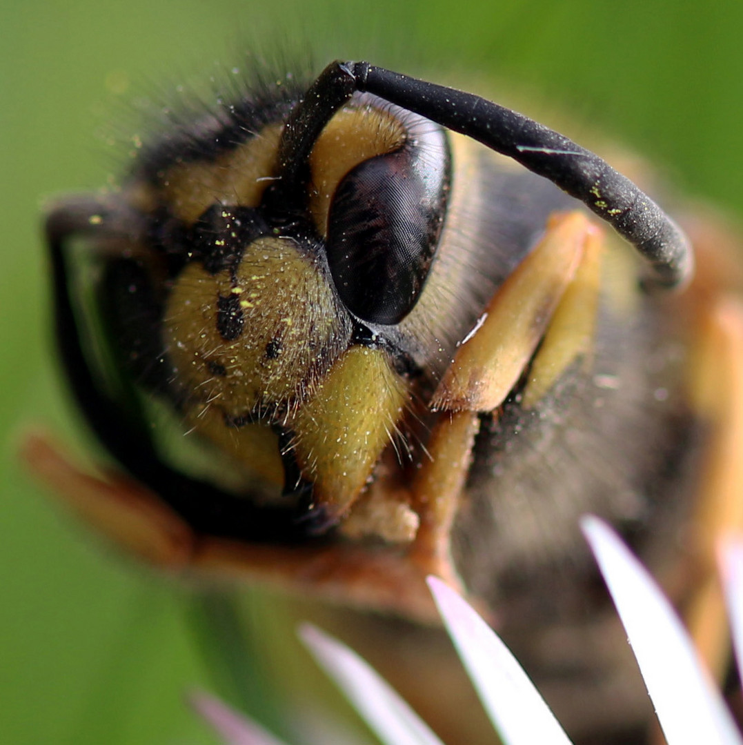 Imitons l'abeille, elle fait de grandes randonnées, sans perdre son objectif.