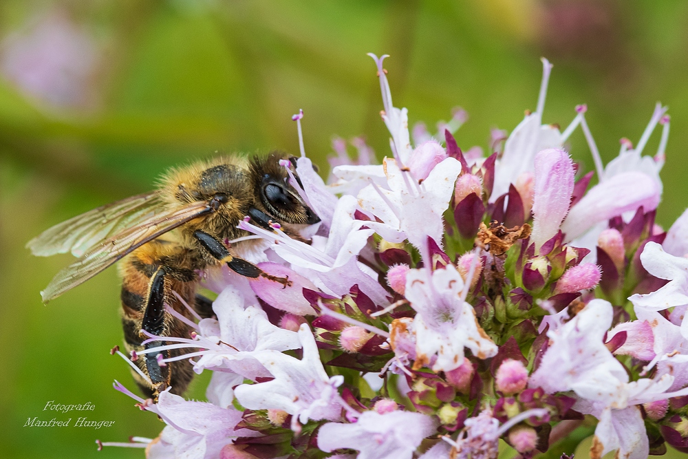 Imke beim Pollen sammeln